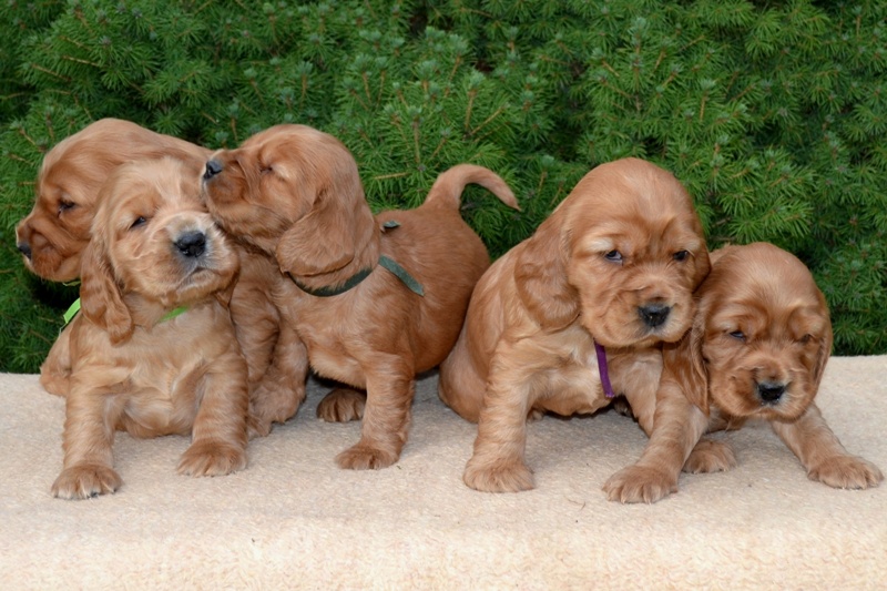 9-Idol, Icon, Ina, Ira, Iris.JPG - 9-Icon, Idol, Ina, Ira, Iris